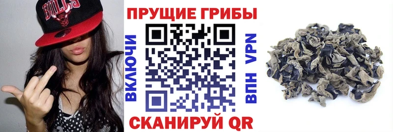 Псилоцибиновые грибы Cubensis  Усть-Джегута 